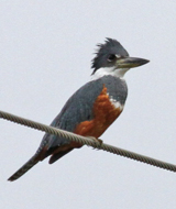 Ringed Kingfisher - female
